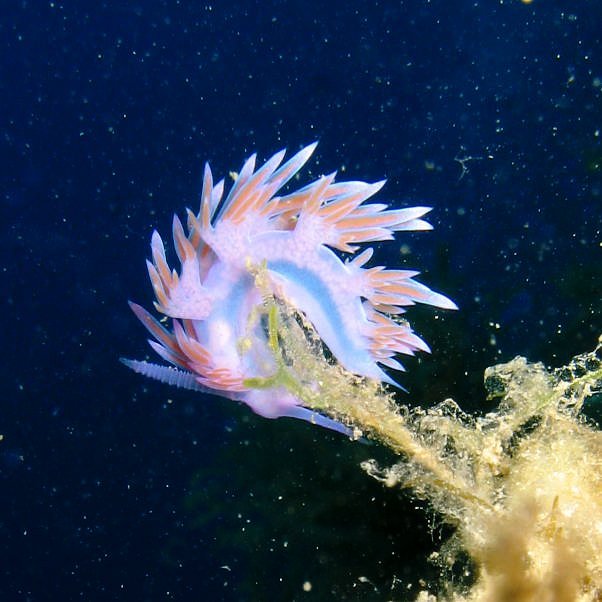 Nudibranco