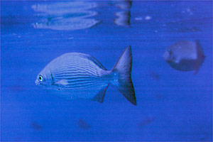 Pesce tamburo (Kypsosus vaigiensis)