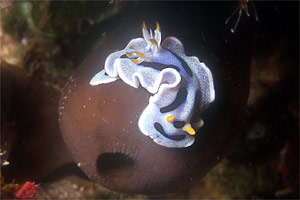 Nudibranchio (Chromodoris boucheti)