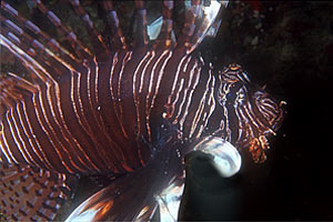 Pesce cobra (Pterois miles)