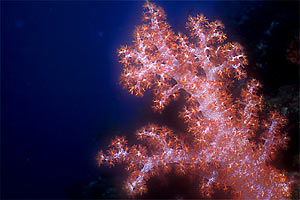 Alcionario rosso (Dendronephthya roxasia)