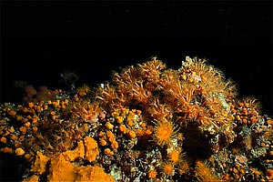 Parazoanthus (Parazoanthus axinellae)