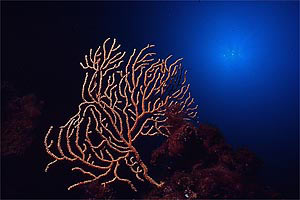 Gorgonia gialla (Eunicella cavolinii)