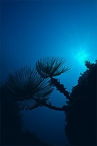 Spirografo (Sabella spallanzanii)