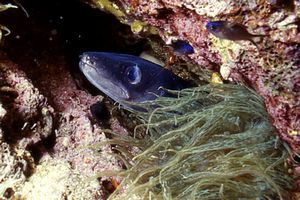 Grongo (Conger conger)