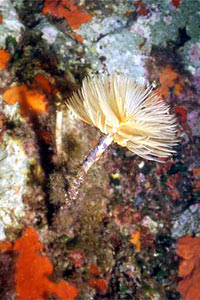 Spirografo (Sabella spallanzanii)