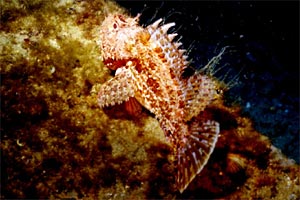 Scorfano rosso (Scorpaena scrofa)