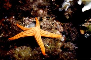 Stella arancio (Hacelia attenuata)