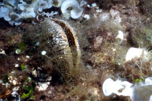 Pinna comune (Pinna nobilis)