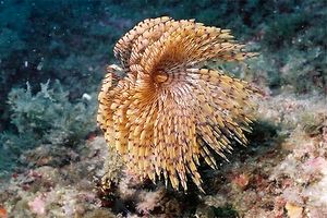 Spirografo (Sabella spallanzanii)