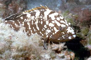 Cernia bruna (Epinephelus marginatus)