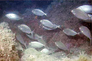 Salpa (Sarpa salpa)