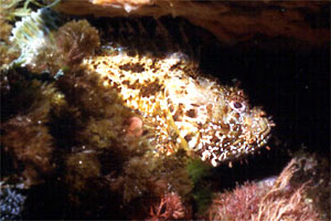 Scorfano rosso (Scorpaena scrofa)