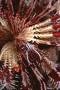 Galatea del crinoide (Allogalathea elegans)