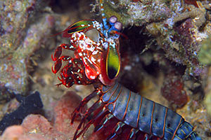 Squilla arcobaleno (Odontactylus scyllarus)