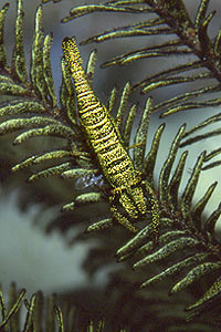 Gambero dei crinoidi (Periclimenes amboinensis)