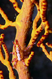 Granchio delle gorgonie (Xenocarcinus conicus)