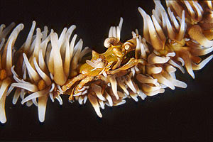Granchio dei coralli neri (Xenocarcinus tuberculatus)