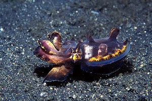 Seppia flamboyant (Metasepia pfefferi)