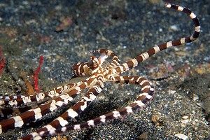 Wonderpus (Octopus sp. 2)