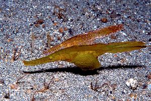 Pesce ago fantasma robusto (Solenostomus cyanopterus)