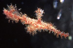 Pesce fantasma rugoso (Solenostomus paegnius)