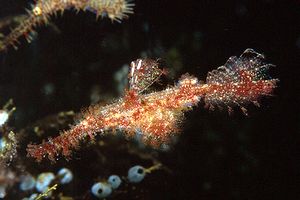 Pesce fantasma rugoso (Solenostomus paegnius)