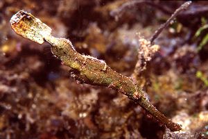 Pesce ago fantasma (Solenostomus n.d.)