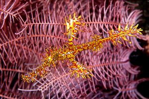 Pesce ago fantasma ornato (Solenostomus paradoxus)