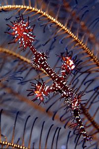 Pesce ago fantasma ornato (Solenostomus paradoxus)