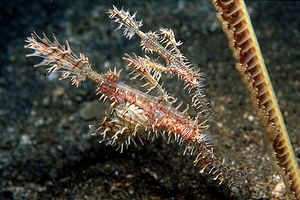 Pesce ago fantasma ornato (Solenostomus paradoxus)