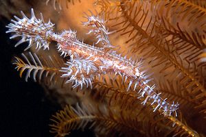 Pesce ago fantasma ornato (Solenostomus paradoxus)