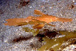 Pesce ago fantasma robusto (Solenostomus cyanopterus)