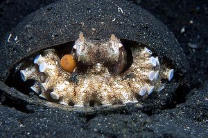 Polpo delle noci di cocco (Octopus marginatus)