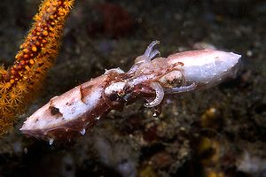 Seppia dei crinoidi (Sepia sp.)