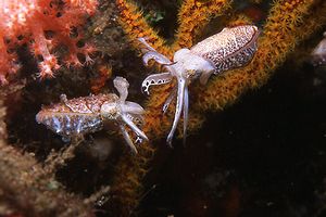 Seppia dei crinoidi (Sepia sp.)