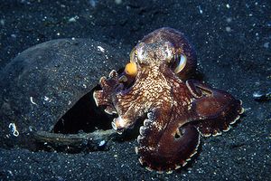 Polpo delle noci di cocco (Octopus marginatus)