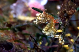 Cavalluccio marino di Pontoh (Hippocampus sp. 1)