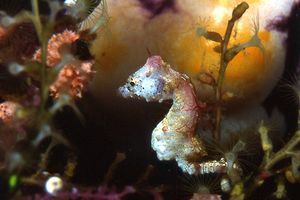 Cavalluccio marino di Pontoh (Hippocampus sp. 1)