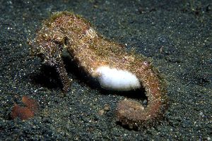 Cavalluccio marino comune (Hippocampus taeniopterus)