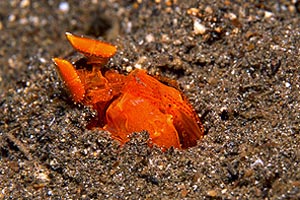 Canocchia arancione (Lysiosquilloides mapia)
