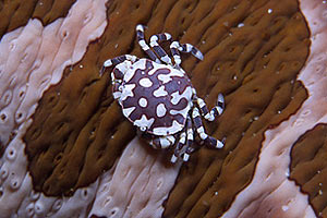 Granchio arlecchino (Lissocarcinus orbicularis)