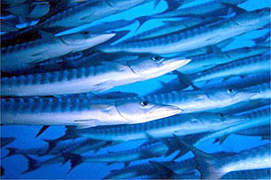 Barracuda pinna nera (Sphyraena qenie)