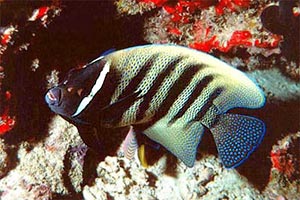 Pesce angelo a sei bande (Pomacanthus sexstriatus)