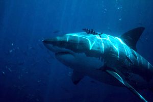 Squalo bianco (Carcharodon carcharias)