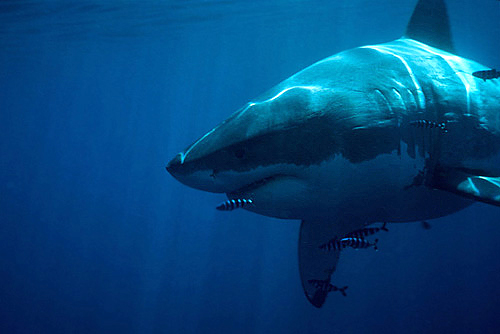 Squalo bianco (Carcharodon carcharias)