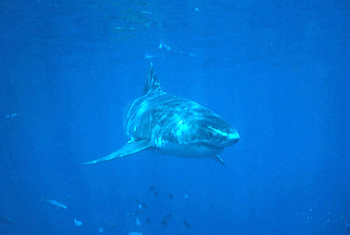 Squalo bianco (Carcharodon carcharias)