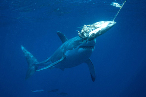 Squalo bianco (Carcharodon carcharias)