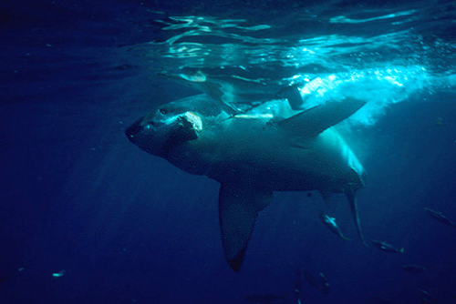 Squalo bianco (Carcharodon carcharias)