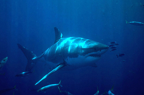 Squalo bianco (Carcharodon carcharias)